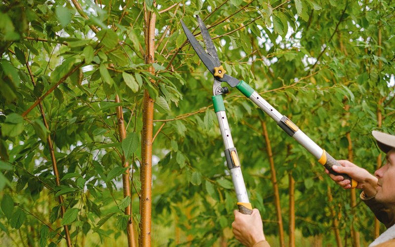 Tree trimming in Manito, IL