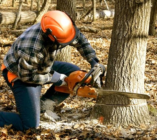 Tree Removal in Manito, IL